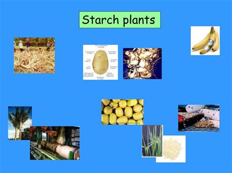 PPT - Starch plants PowerPoint Presentation, free download - ID:3098017