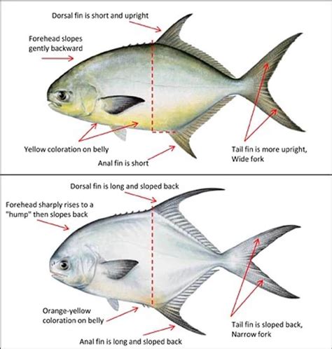 Permit Vs Pompano : A Complete Guide | ouachitaadventures.comouachitaadventures.com