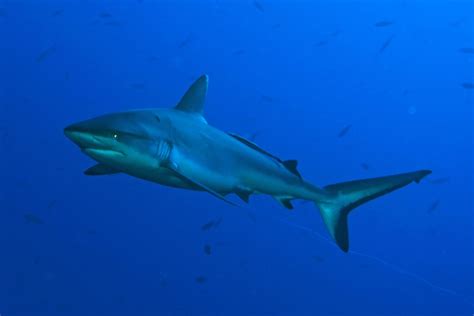 Red Sea Sharks Liveaboard Safaris from Port Ghalib