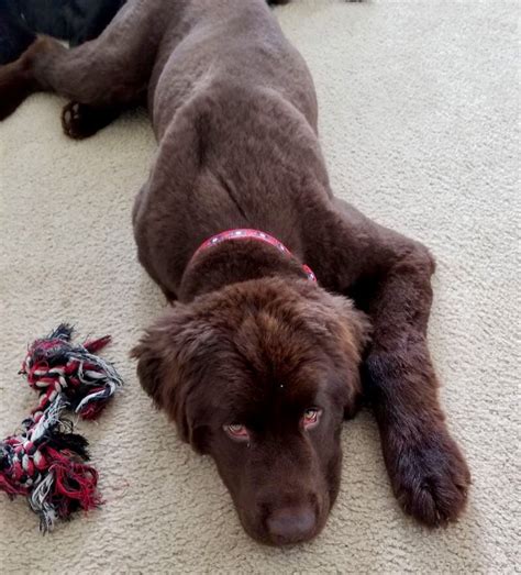 Newfoundland with summer haircut Family Haircut, Dog Haircuts, Summer Haircuts, Newfoundland Dog ...