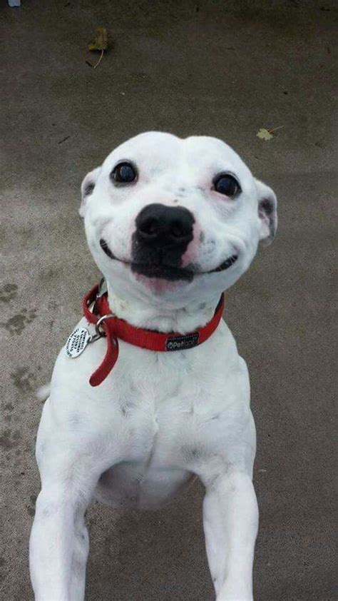 What a wonderful goofy smile | Cute animals, Cute dogs, Smiling dogs