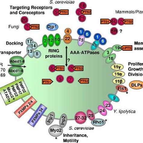 (PDF) The peroxisome: Still a mysterious organelle