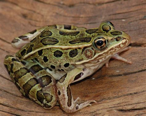 Northern Leopard Frog (Lithobates pipiens) - North Dakota Herp Atlas