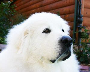 Pure White Newfoundland Dog