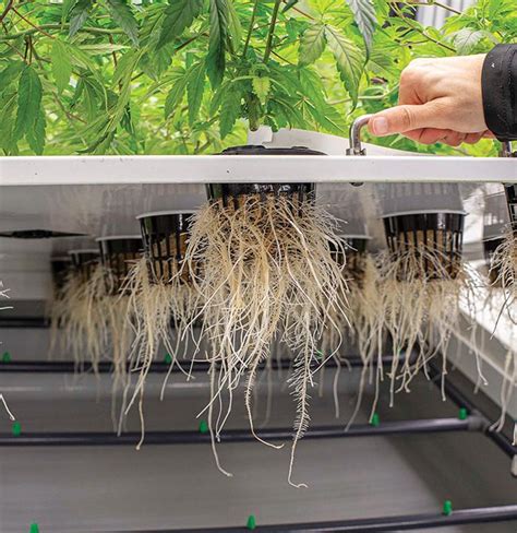 aeroponics :- What is an aeroponics farming system?