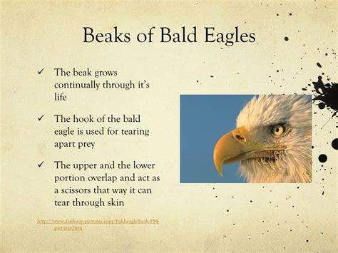 PPT - Bald Eagles PowerPoint Presentation, free download - ID:2001587