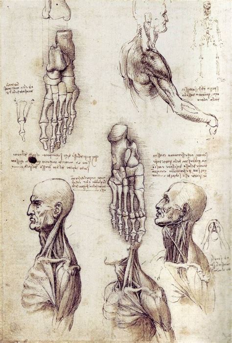 Leonardo Da Vinci Anatomy Artwork