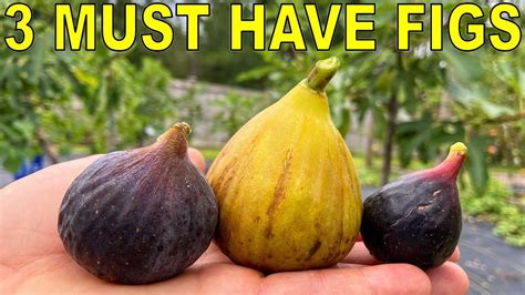 What'S The Best Fig Tree To Grow? Best 16 Answer - Ecurrencythailand.com