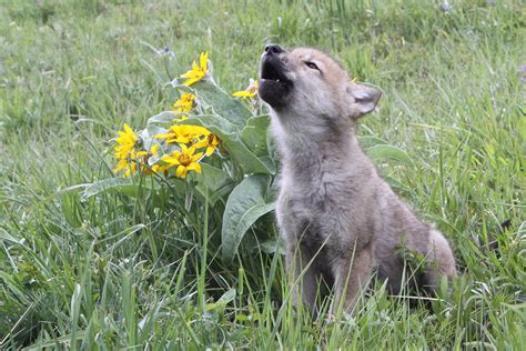 Wildlife Whereabouts: Spring in the Tetons - Grand Teton National Park Foundation | Jackson, WY