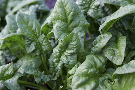 Types of Spinach | Garden Guides