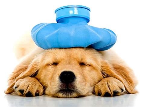 Dog Heat Stroke Prevention and Treatment | NewDoggy.com