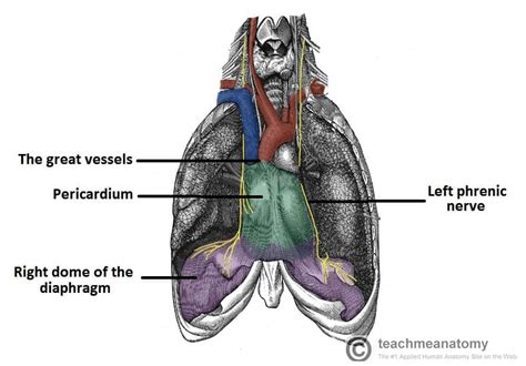 The Pericardium - TeachMeAnatomy