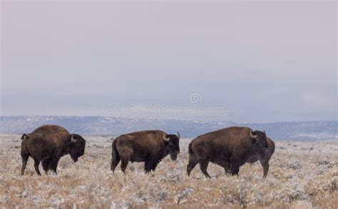 Herd of Bison in Winter stock image. Image of animal - 208263055