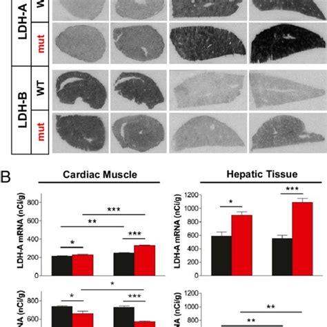 Lactate dehydrogenase gene expression in peripheral tissues. (A) In... | Download Scientific Diagram