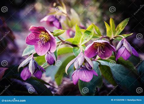 Purple hellebore flower stock photo. Image of gardening - 41532598