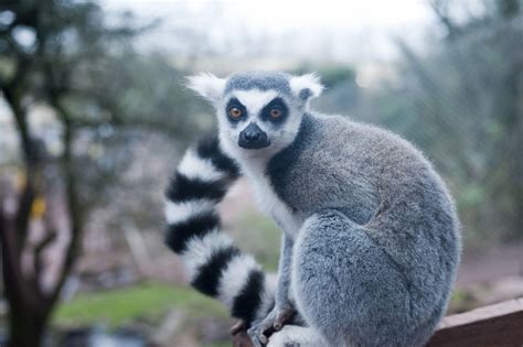 Lemurs Wallpapers - Wallpaper Cave