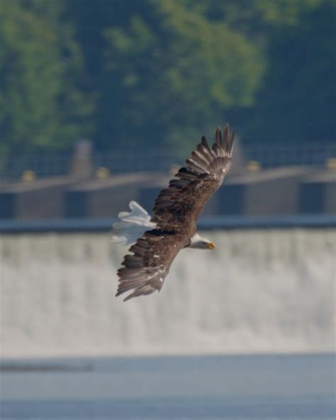 Bald Eagle eyes a group of Ducks | eagle, duck | Bald Eagle eyes a ...