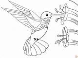 Hummingbird Coloring Pages  Printable And Free Sheets For Kids sketch template
