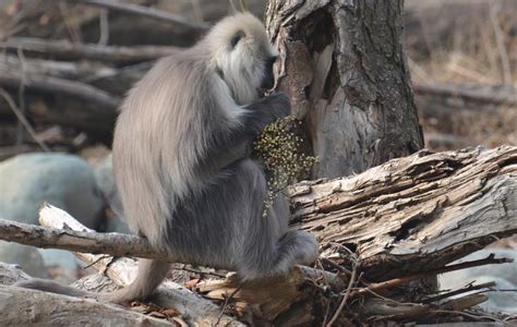 Mehreen Khaleel - Distribution, Ecology and Habitat Use of the ...