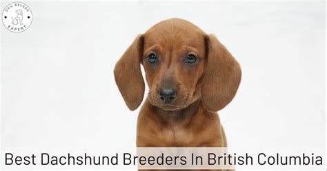 Best Dachshund Breeders in British Columbia [2024] | List of 5 Local ...