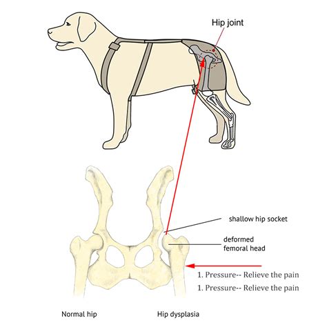 Dog Hip Dysplasia Brace - KindlyDogs