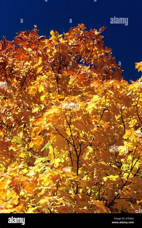 Maple trees showing Fall colours Stock Photo - Alamy