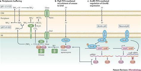 Periplasmic buffering by Helicobacter pylori and its regulation.a |... | Download Scientific Diagram