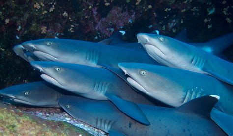 Whitetip Reef Shark | Go Galapagos