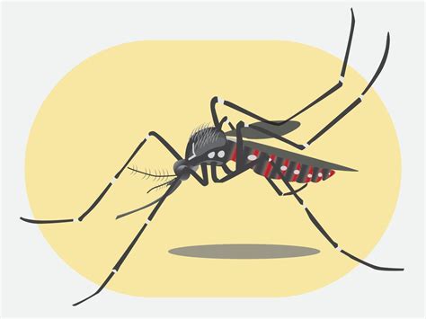 Dengue Mosquito Vector Art, Icons, and Graphics for Free Download