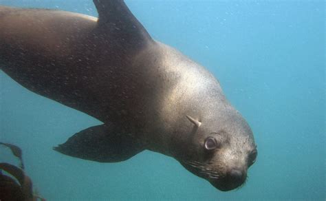 Eared Seals - Ocean Animals