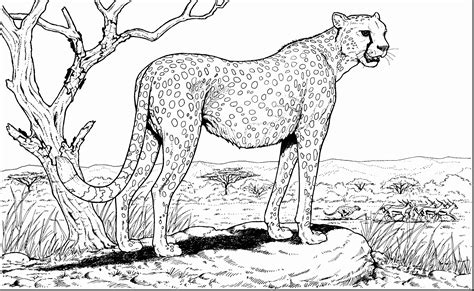 Cheetah Coloring Pages - ColoringBay