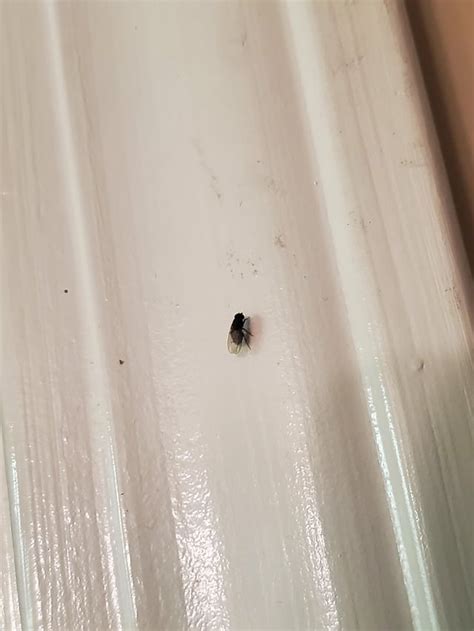 What are these tiny black flies?!?! They are small and all over my ...