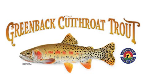 The Greenback Cutthroat — Colorado Trout Unlimited