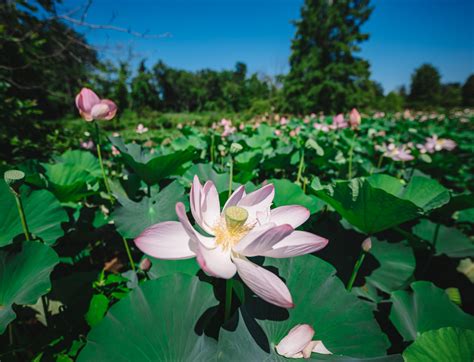 Lotus Bloom at Kenilworth Aquatic Gardens in Washington DC