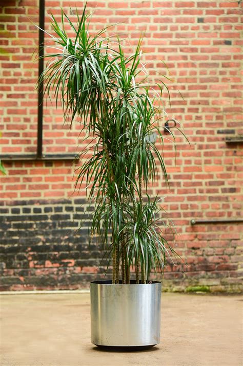 'Dragon Tree' Dracaena marginata | Dragon tree, Plants, Container plants