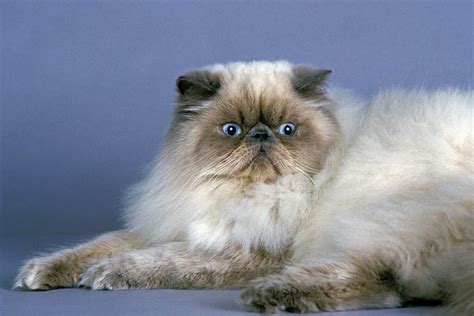 Himalayan Cats Pros and Cons • helloBARK!