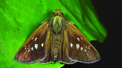 New Butterfly Species Discovered in Kerala