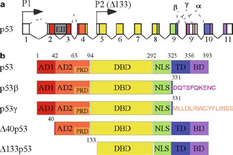 The p53 gene and protein structure. ( a ) TP53 locus, location of the...