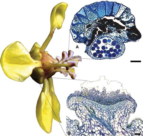 ﻿Evolution of connective glands reveals a new synapomorphy for Malpighiaceae and the hidden ...