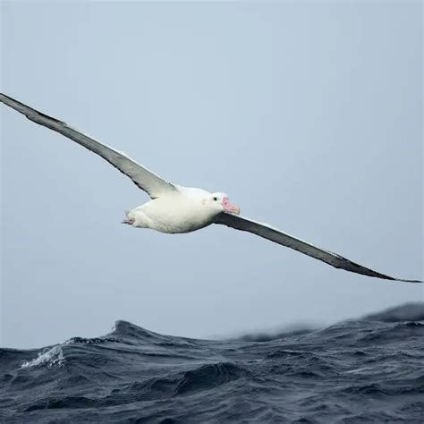 Antipodean albatross - Facts, Diet, Habitat & Pictures on Animalia.bio