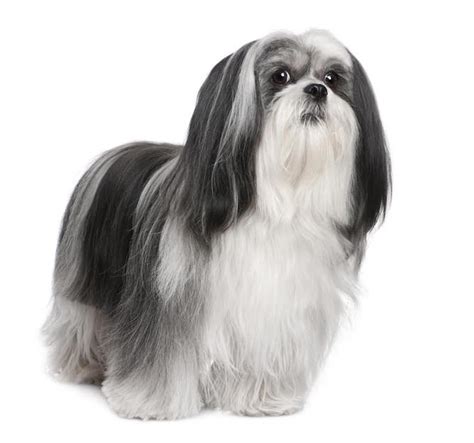 Lhasa Apso Temperament: Can You Handle This Cute Dog?