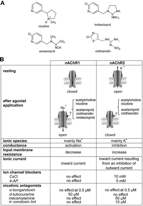 A, structure of the nicotinic receptor agonist nicotine (upper left ...