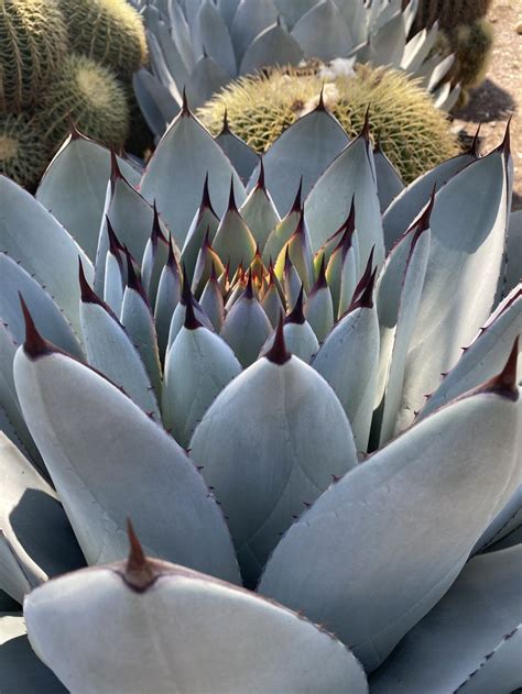 Large Succulent Found At The Huntington Garden Library Planting Succulents, Succulent Plants ...