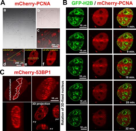 Advanced Confocal Microscopy Techniques to Study Protein-protein Interactions and Kinetics at ...