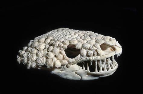 The Skull of a Gila Monster, one of the few venomous lizards : r ...