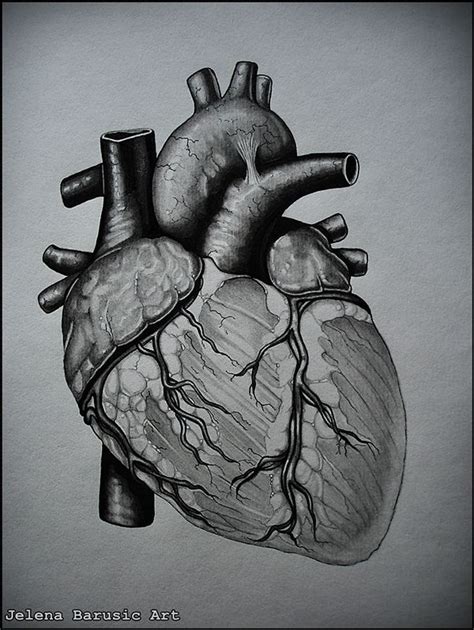 Anatomy of the Human Heart | Anatomical Heart Drawing