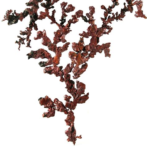 Delicate Branching Dendrite Copper | iRocks Fine Minerals