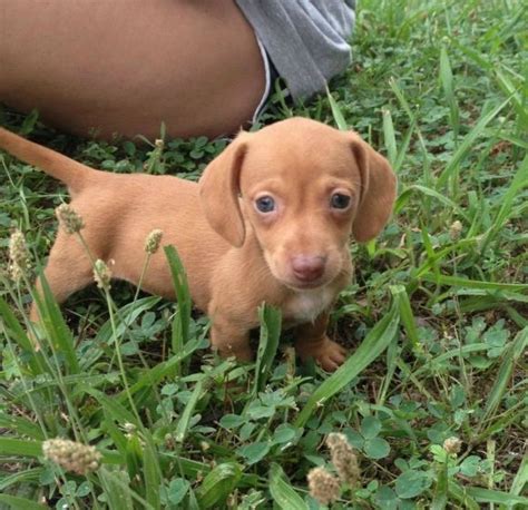 Help Me Think Of A Name For My New Wiener Pup! | Cutest Paw | Pup, Animal pictures, Cute animals