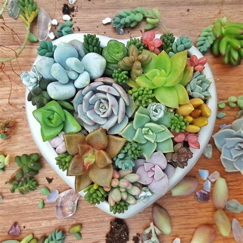 How to make a succulent arrangement the easy way! | Succulents ...