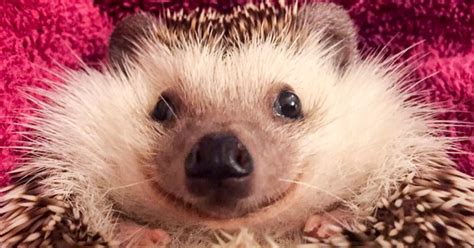 Meet Waldo, The Happiest Hedgehog Who Can’t Stop Smiling | Bored Panda